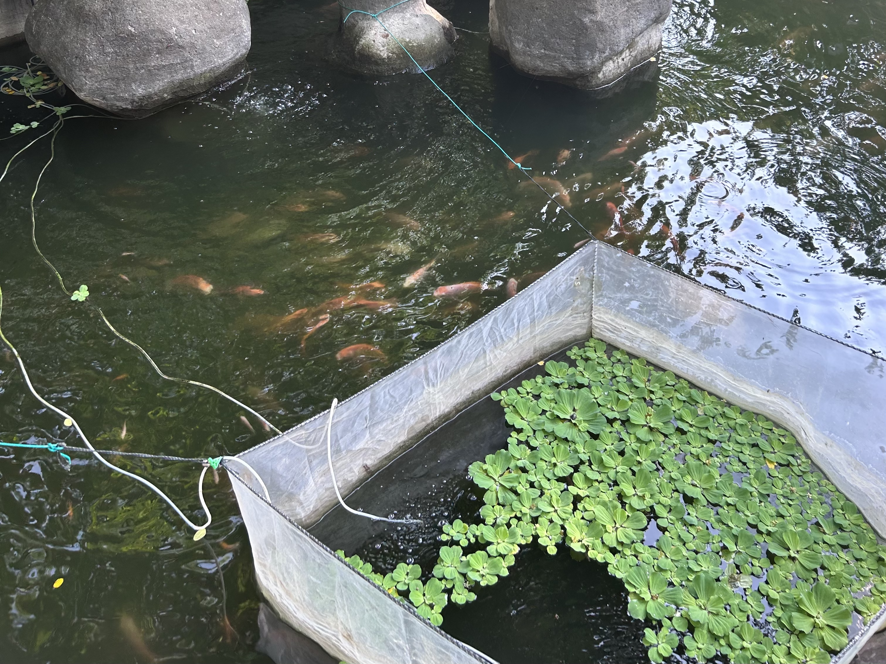fishpond